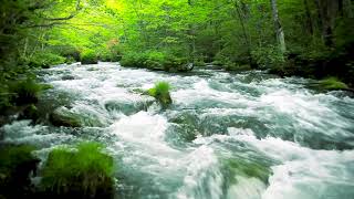 Green Stream Flowing in Aomori Forest Nature Sounds Forest River Sound White Noise for Sleeping [upl. by Carrnan]