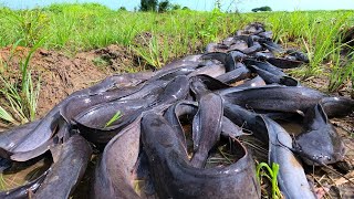 wow amazing fishing fisherman catch a lot of fish at rice field catch by hand today [upl. by Aderf]