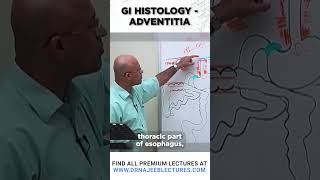 GI Histrology Adventitia drnajeeb drnajeeblectures shortvideo youtubeshorts [upl. by Airdna]