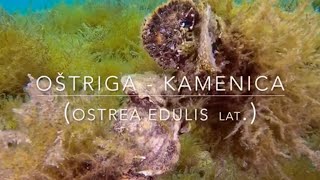 Oyster  Oštriga Kamenica  4K slow motion video [upl. by Arihaj389]