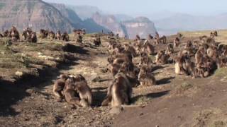 The Simien Mountains National Park Ethiopia [upl. by Kurtzman94]