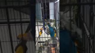 Talking macaw parrot 😮কথা বলা ম্যাকাও পাখি [upl. by Llednik]