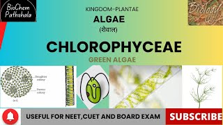 BIO 13 Chlorophyceae Algae [upl. by Silverman]