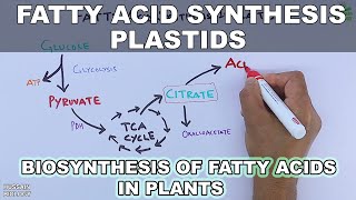 Fatty Acid Synthesis in Plastids [upl. by Ayin254]