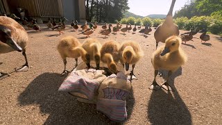 Goslings TasteTesting Breakfast 🐥🌽 [upl. by Sinnej]