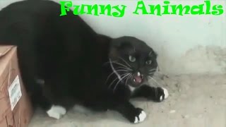 Angry cats compilation [upl. by Ibbie]