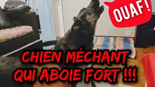 CHIEN QUI ABOIE FORT ⚠️ AGRESSIF ⚠️ [upl. by Lea]