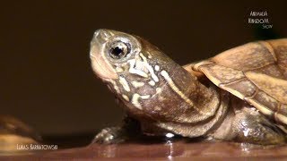 Chinese pond turtle Mauremys reevesii  Animalia Kingdom Show [upl. by Beekman564]