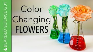 Color Changing Flowers Experiment Biology [upl. by Sukcirdor215]