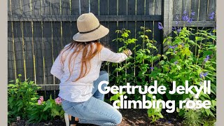 Training my Gertrude Jekyll climbing rose [upl. by Elaen]