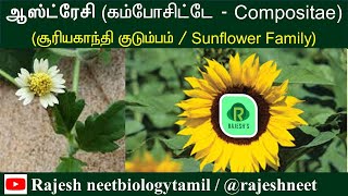 Compositae  Asteraceae  Newly Added plant Families  Rajesh NEET Academy RNA rajeshneet  RNBT [upl. by Mooney510]