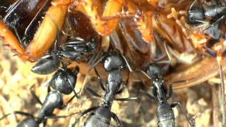 Camponotus vagus Fütterung am 06062013 [upl. by Fitting]