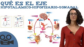 Qué es el Eje hipotalámicohipofisariogonadal [upl. by Elsa194]