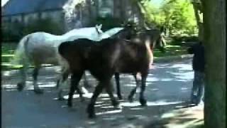 The Carriage Tour Horses on Mackinac Island [upl. by Cuhp]