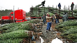 How Christmas Tree Farming and Harvesting  Christmas Tree Farm  Christmas Tree Cultivation [upl. by Kreager]