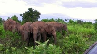 Ataque de un elefante en Sri Lanka [upl. by Liagiba]