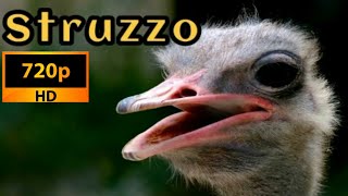 Il verso dello struzzo  suoni animali  che verso fa lo struzzo [upl. by Rock140]