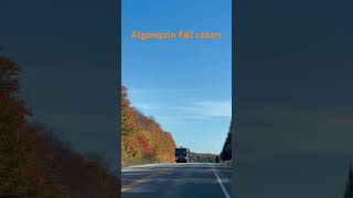 Algonquin fall colors canada fallcolors algonquin autumnfoliage naturebeauty [upl. by Oehsen]