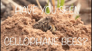 Learn all about cellophane bees Colletes inaequalis [upl. by Suiluj979]