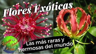 FLORES EXÓTICAS LAS MÁS RARAS Y HERMOSAS DEL MUNDO [upl. by Akram]