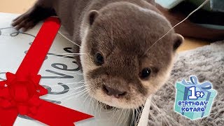 カワウソ コタロー ２つの誕生日プレゼント Kotaro the Otter Gets Two Birthday Presents [upl. by Wiatt]