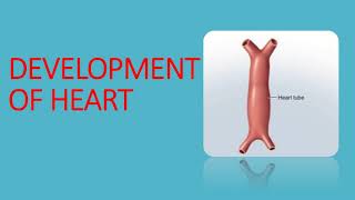 Development of heart part 1  easy embryology gross anatomy [upl. by Fante743]