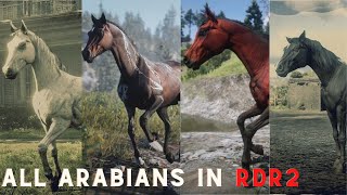 RDR2  All Arabian horses Location in Red Dead Redemption 2 [upl. by Anitrak]