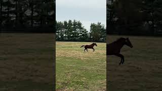 Simply observe how a horse is happy running in its corralhorse caballos horsesports rodeo [upl. by Wickner]