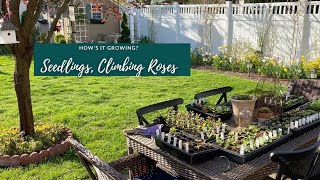 Seedlings Cobaea Scandens Sweet Peas Climbing Roses [upl. by Armallas]