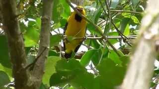 Icterus nigrogularis yellow orioleMOV [upl. by Akeylah]