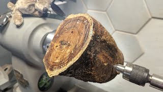 No Bananas here  Getting the most from a Laburnum log Woodturning Project [upl. by Nomelihp]