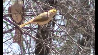 Whiteplumed Honeyeater [upl. by Nrojb]