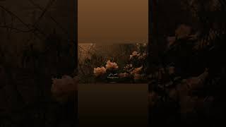 Billie eilish  wildflower  slowed  lyrics  مترجمة [upl. by Pressey]