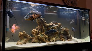 Feeing My 55 Gallon South American Cichlid Tank [upl. by Leonerd]