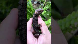 Juvenile Crocodile Skink  Reptile Systems [upl. by Ativla]