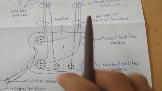 Auditory pathway [upl. by Harlin892]