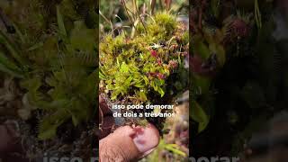 Quanto tempo uma Dionaea Cresce plantacarnivora [upl. by Fin]