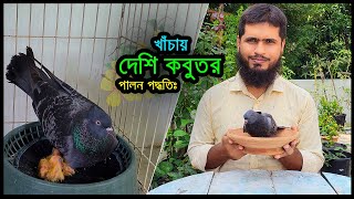 খাঁচায় দেশি কবুতর পালন করার উপায়  Deshi Kobutor Palon Poddhoti  Fostering Desi pigeons 🔥 Jactok [upl. by Ogeid725]