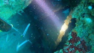 Spearfishing Mangrove Snapper and Hogfish Off of Sunken Barges [upl. by Ecnerwal25]