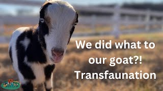 We did what to our goat Mini Lamancha Goat Rumen Transfaunation [upl. by Curtice]