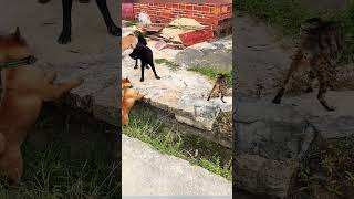 A cat bravely fought off three dogs😮cat dog [upl. by Llerrud]