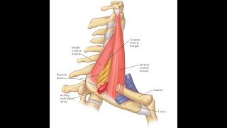 Scalenus anterior amp medius exercises [upl. by Anemaj]