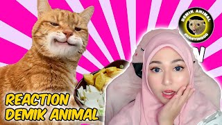 Reaction DEMIK ANIMAL [upl. by Lirrad874]