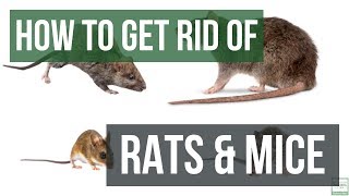 How to Get Rid of Rats and Mice Guaranteed 4 Easy Steps [upl. by Stalder]