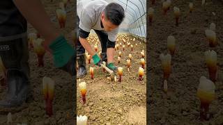 Thinning REISHI Lingzhi Mushroom to Get the BEST Quality satisfying HappyFarm85 [upl. by Aaren]