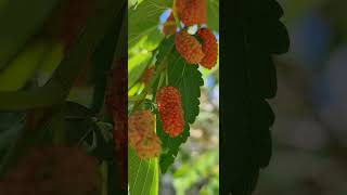 we harvesting mulberry fruits 😋 [upl. by Llirret]