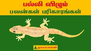 பல்லி விழும் பலன்கள்  Palli Vizhum Palangal  பல்லி விழும் பரிகாரங்கள்  Palli Vilum Pariharam [upl. by Hilliary]