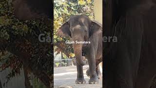 Gajah Sumatera gajah gajahmada ragunan kebonbinatang zoo elephant viralvideo [upl. by Murtha]