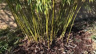 How to Trim Clumping Bamboo Fargesia Robusta amp Scabrida [upl. by Nabila]