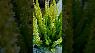 Calluna Vulgaris  HOW TO REPOT AND LOOK MORE BEAUTIFUL YOUR PLANTS 🌱 by Liza Mejer shorts [upl. by Channa]